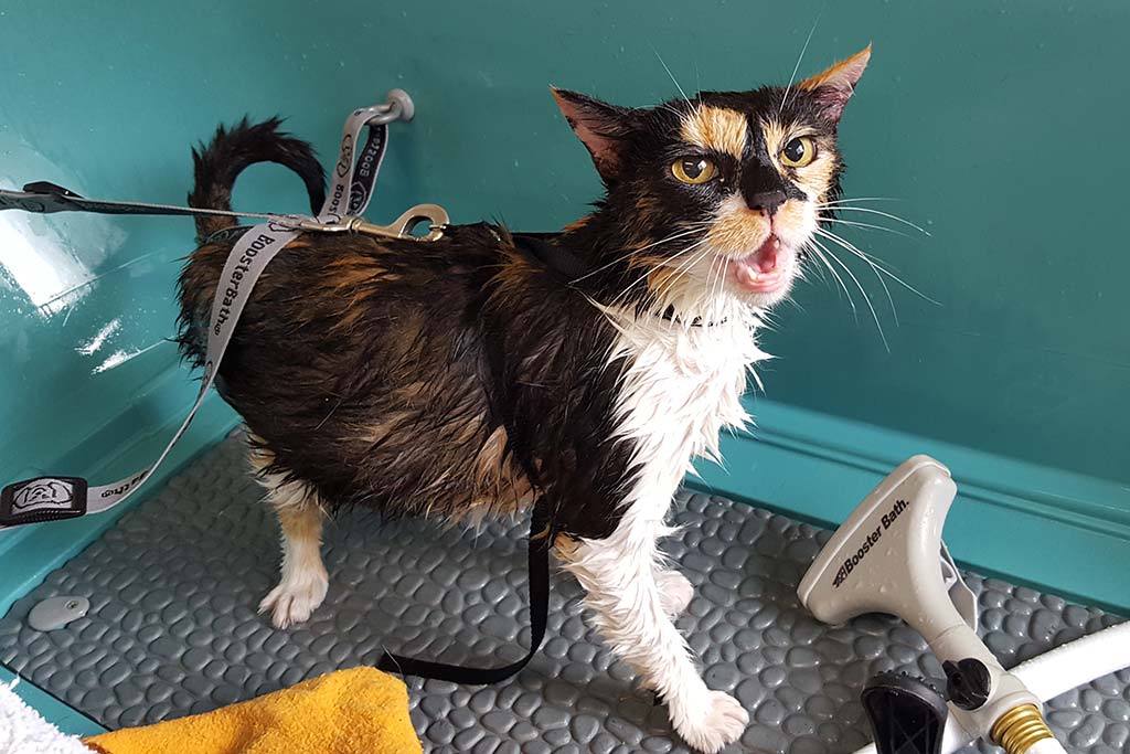 pet_grooming_005