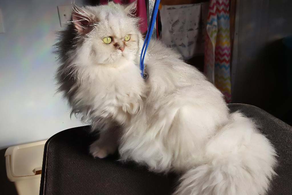 pet_grooming_007