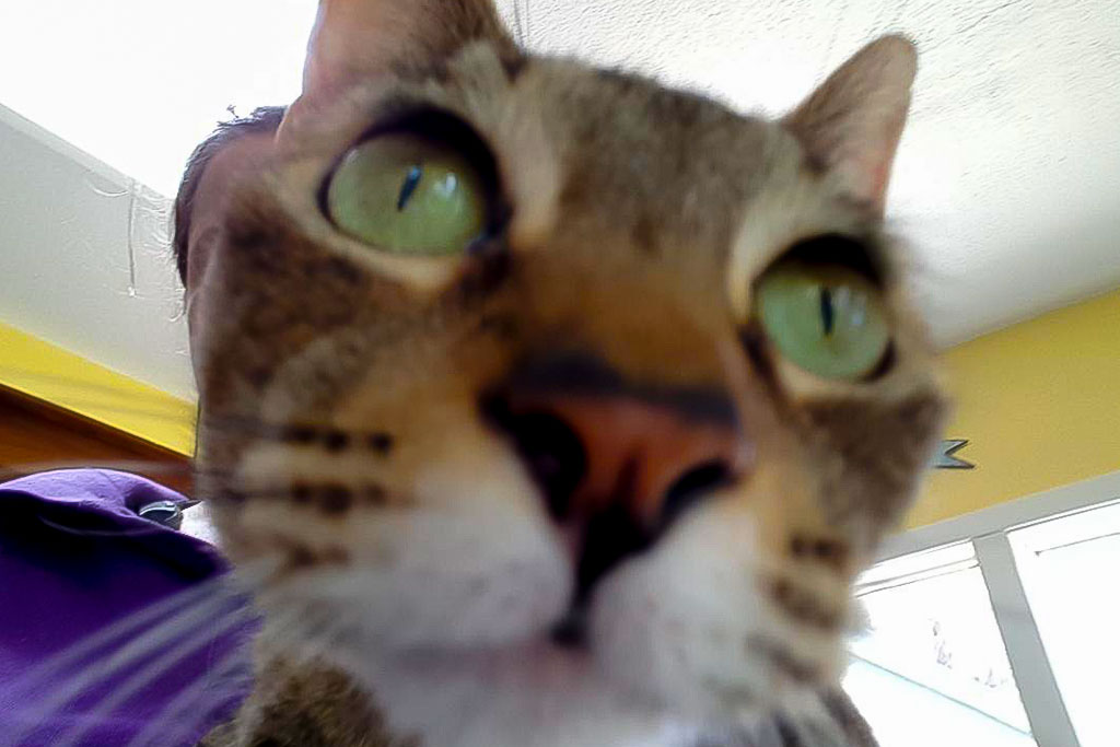 pet_sitting_008